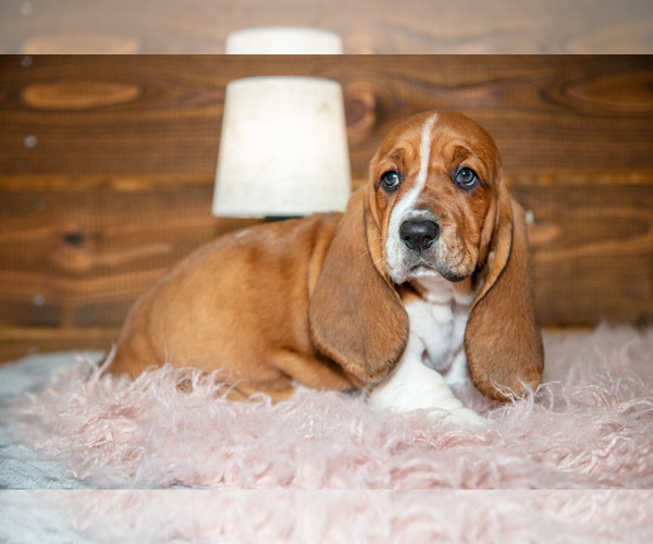Medium Photo #3 Basset Hound Puppy For Sale in WAKARUSA, IN, USA