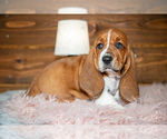 Small #2 Basset Hound