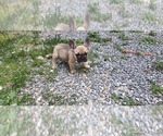 Small #1 French Bulldog