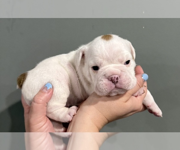 Medium Photo #6 English Bulldog Puppy For Sale in EVEREST, KS, USA