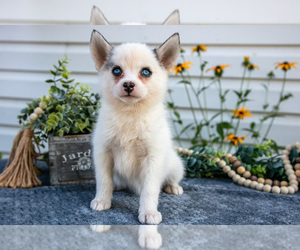 Medium Pomsky