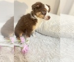 Small Photo #3 Miniature Australian Shepherd Puppy For Sale in DENHAM SPRINGS, LA, USA