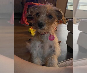**LUNA** - Female Mutt Dog for Adoption - Photo #3