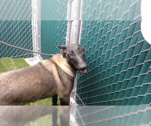 Mutt Dogs for adoption in Downey, CA, USA