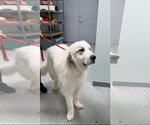 Small #2 Great Pyrenees Mix