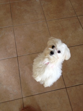 Medium Photo #1 Maltese Puppy For Sale in YUCCA VALLEY, CA, USA