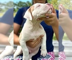 Small #2 American Bully