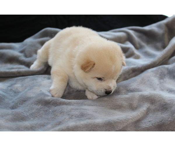 Medium Photo #3 Shiba Inu Puppy For Sale in VIRGINIA BCH, VA, USA
