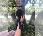 Small #4 Great Dane