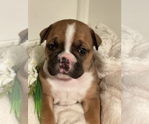 Olde English Bulldogge Puppy for Sale in WEATHERFORD, Texas USA