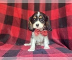 Small #2 Cavalier King Charles Spaniel