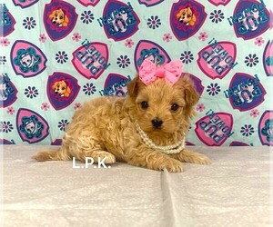 YorkiePoo Puppy for sale in WINNSBORO, LA, USA