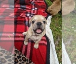 Small Photo #1 French Bulldog Puppy For Sale in LEWISBURG, TN, USA