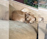 Small #3 Chihuahua