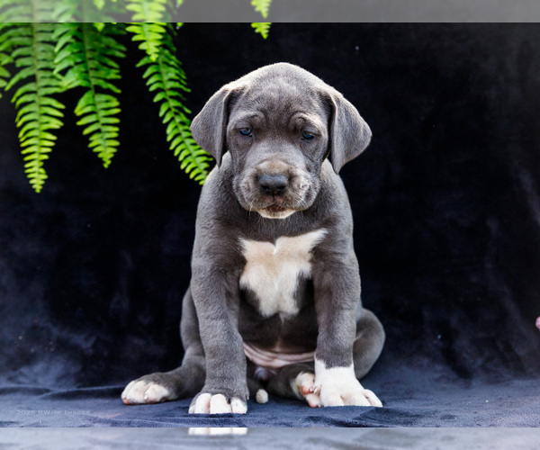 Medium Photo #23 Great Dane Puppy For Sale in WAKARUSA, IN, USA