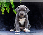 Small #22 Great Dane