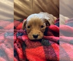 Small Photo #20 Goldendoodle Puppy For Sale in GOODLETTSVILLE, TN, USA