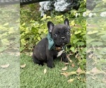 Puppy 2 French Bulldog