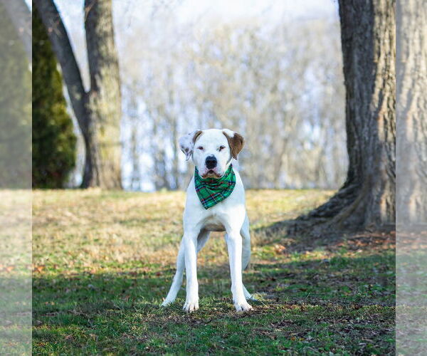 Medium Photo #5 Mutt Puppy For Sale in Unionville, PA, USA