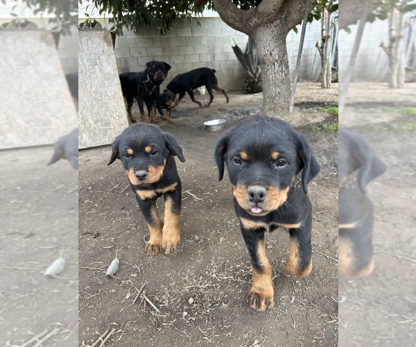 Medium Photo #2 Rottweiler Puppy For Sale in LOS ANGELES, CA, USA
