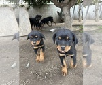 Small Photo #2 Rottweiler Puppy For Sale in LOS ANGELES, CA, USA