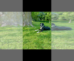 Small Photo #1 Great Dane Puppy For Sale in RUSSELL, IA, USA