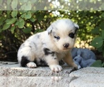 Small Photo #6 Australian Shepherd Puppy For Sale in ACTON, CA, USA