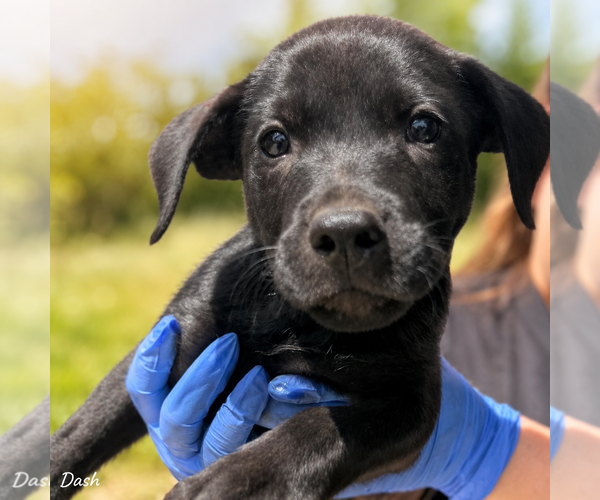 Medium Photo #1 Labrador Retriever-Retriever  Mix Puppy For Sale in Sterling, MA, USA