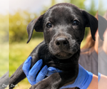 Small Labrador Retriever-Retriever  Mix