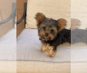Yorkshire Terrier Puppy for sale in LAS VEGAS, NV, USA