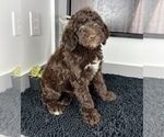 Small Photo #6 Miniature Labradoodle Puppy For Sale in FRANKLIN, IN, USA