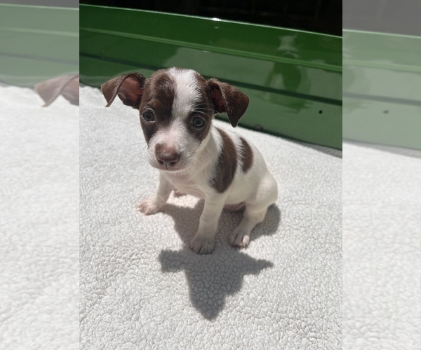 Medium Photo #1 Jack Chi Puppy For Sale in SAINT AUGUSTINE, FL, USA
