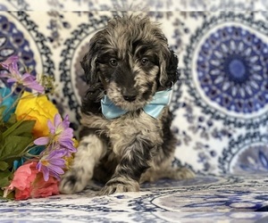 Goldendoodle (Miniature) Puppy for sale in LANCASTER, PA, USA