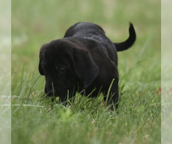 Medium Photo #3 Retriever -Unknown Mix Puppy For Sale in Mechanicsburg, PA, USA
