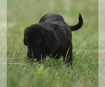 Small #2 Retriever  Mix