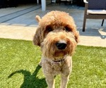 Small Photo #1 Goldendoodle Puppy For Sale in RIVERBANK, CA, USA