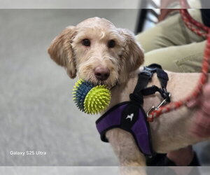 Missy - Female Labrador Retriever-Unknown Mix Dog for Adoption - Photo #2