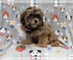 Small #1 Shih-Poo