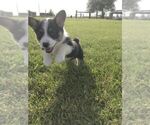 Small Photo #2 Pembroke Welsh Corgi Puppy For Sale in BURLEY, ID, USA