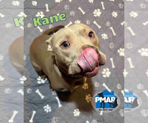 Medium Photo #4 Mutt Puppy For Sale in Binghamton, NY, USA