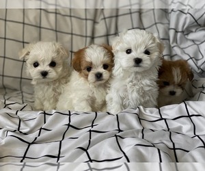 Maltese-Schip-a-Pom Mix Puppy for sale in Hostomel, Kyiv, Ukraine