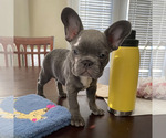 Small #2 French Bulldog