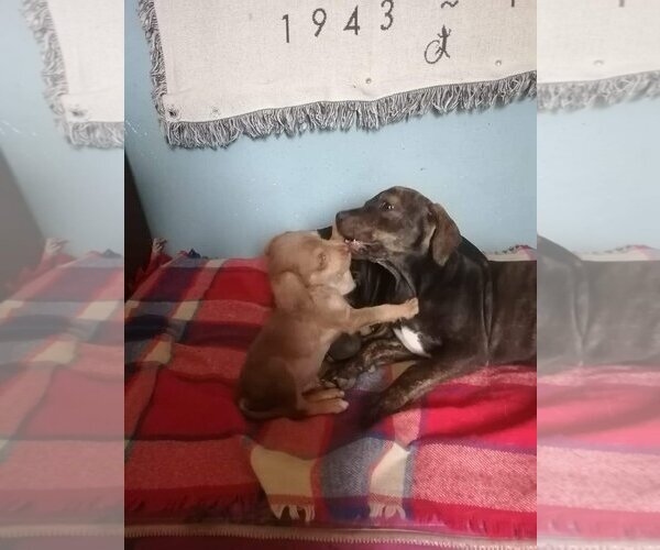 Medium Photo #5 American Pit Bull Terrier-Unknown Mix Puppy For Sale in Woodland Hills, CA, USA