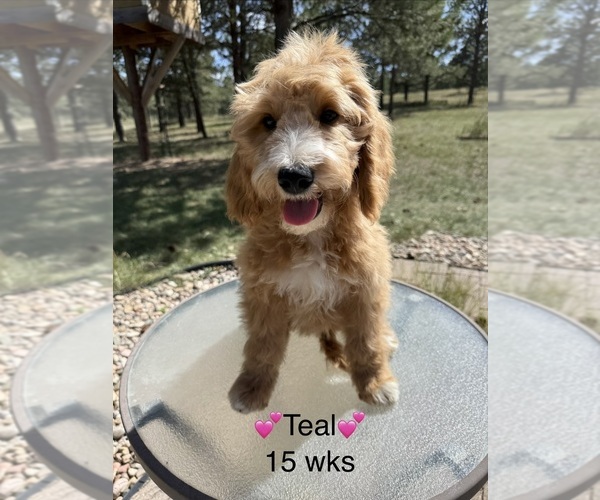 Medium Photo #1 Goldendoodle (Miniature) Puppy For Sale in ELBERT, CO, USA