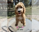 Image preview for Ad Listing. Nickname: Litter of 9