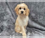 Small #7 Cavapoo (Miniature)