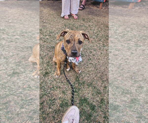 Medium Photo #1 Mutt Puppy For Sale in Fort Collins, CO, USA