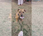 Small Mutt