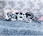 Small #3 Great Dane