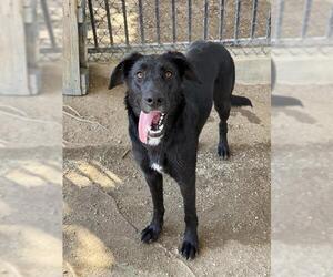 Labrador Retriever Dogs for adoption in Riverside, CA, USA